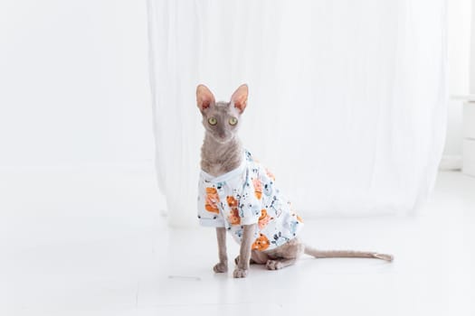 Cute cornish rex cat dressed in funny clothes on the white floor