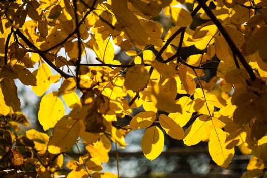 Close up yellow leaves against sun