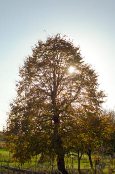 Tree with yellow leaves and blue sky.