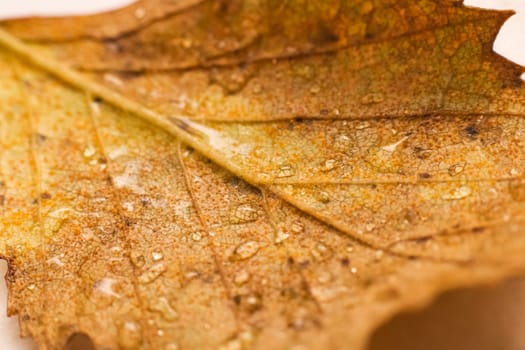 Yellow leaf on tree branches with dew drops close up
