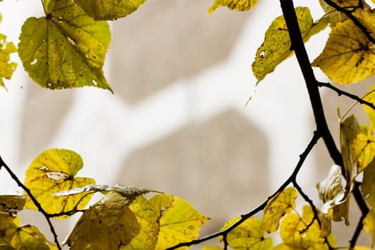 Yellow leaves on tree branches with dew drops, frame copy space