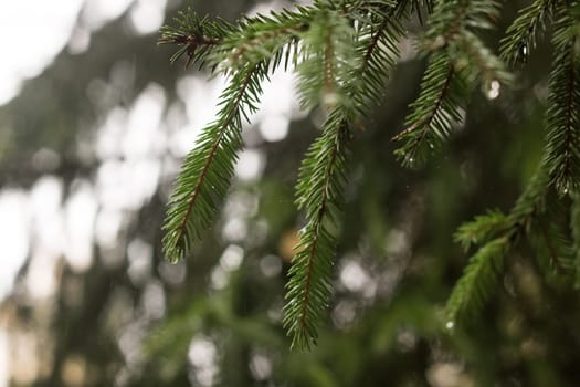 Drops of dew on the branches of spruce, soft focus