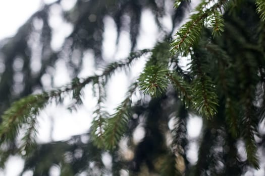 Drops of dew on the branches of spruce, soft focus