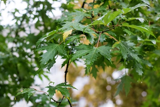 Green leaves on maple branches with dew drops close up
