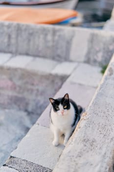 Black and white cat sits on the stone steps of the pier. High quality photo