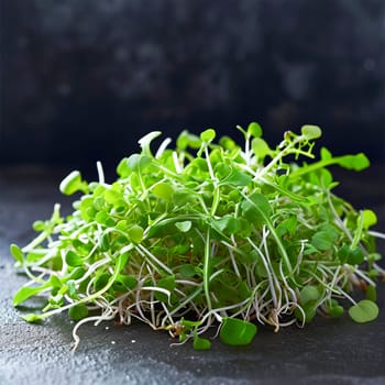 Close-up of arugula sprouts on a dark background. Healthy food, super food.