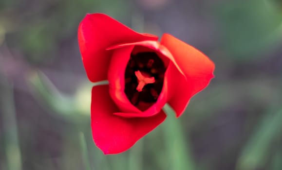 Inside a red tulip with a yellow center, petals and pollen. Close-up of the inside of a red tulip. Floral background. Nature. Selective shallow focus. Macro