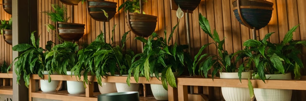 Cafe interior with elements of biophilic design. The concept of biophilia.