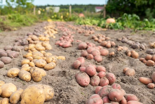 Harvest of potato in private garden