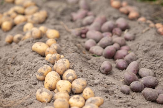 Harvesting potato, many big potatoes close up