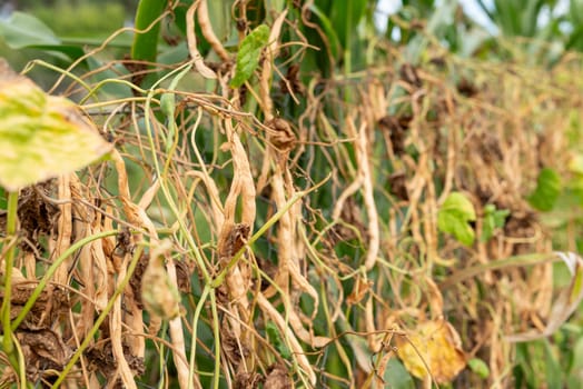 Haricot at private garden, ready for harvesting