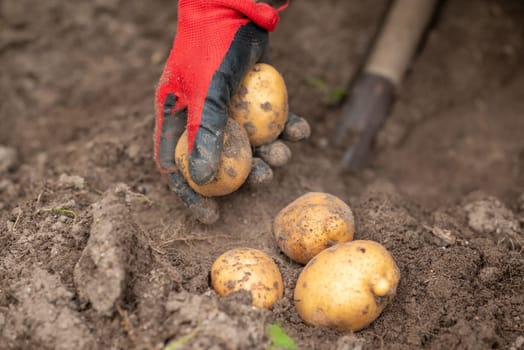 Harvesting white sort of potato in private garden, self growing ecological potato