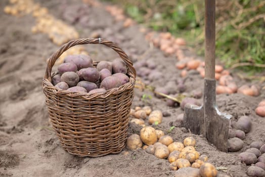 Basket full of harvested potatoes near the shovel in garden, rows ready for gathering on the background