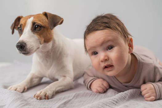 Portrait of a baby lying on his stomach and a Jack Russell Terrier dog