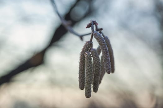 The catkins, also called flowers, are hanging on the hazelnut branches. The frost is on them