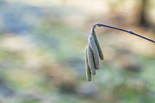 The catkins, also called flowers, are hanging on the hazelnut branches. The frost is on them