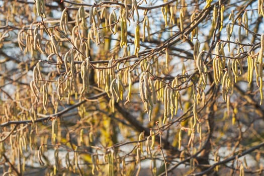 The catkins, also called flowers, are hanging on the hazelnut branches. The frost is on them