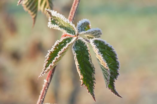 Branch with frost-covered green leaves on a blurred background in winter