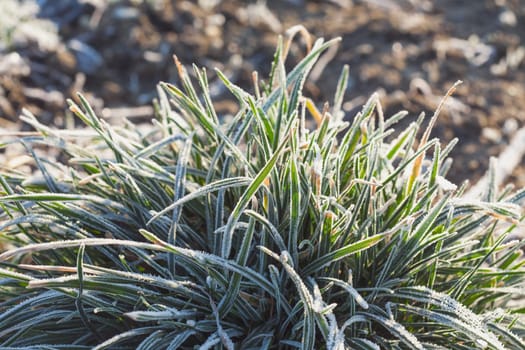 Frosty grass on winter walks with open fields in the background