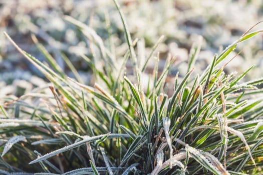 Frosty grass on winter walks with open fields in the background