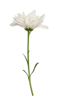 White chrysanthemum bud on green stem with leaves, isolated background
