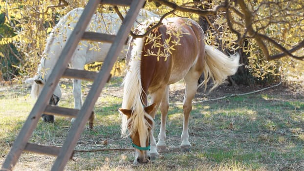 Two domestic horses relaxing an eating in a field in countryside in Sardinia .