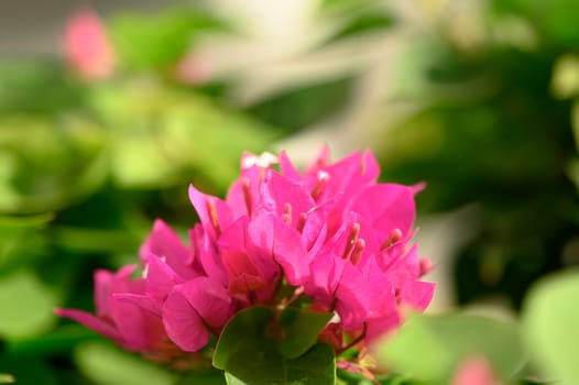 beautiful red tropical flower on a bush 1