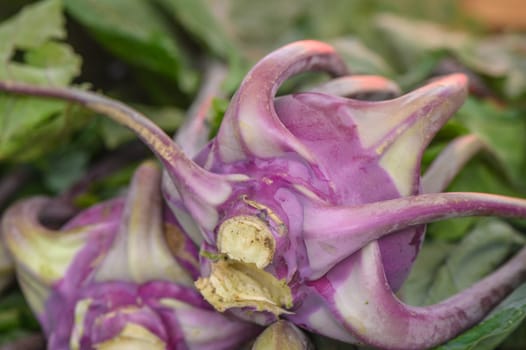 fresh blue kohlrabi at local market 1