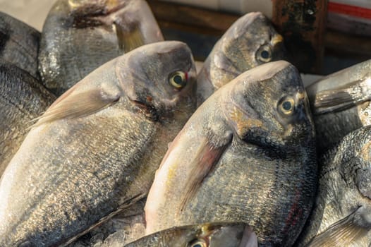 fresh dorado on ice at a local market in the Mediterranean 3