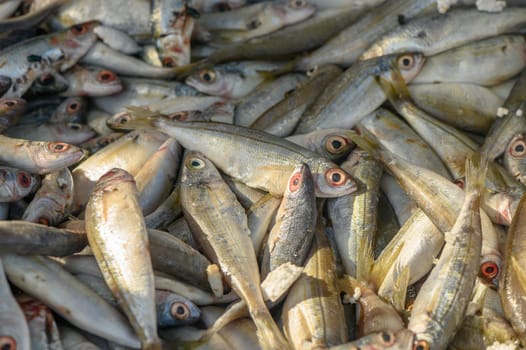 fresh local small fish on ice at a local market in the mediterranean 1