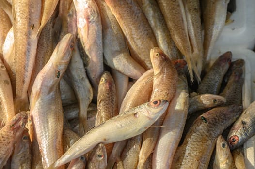 fresh local small fish on ice at a local market in the mediterranean 3