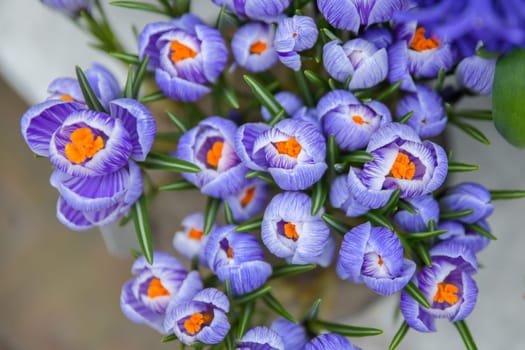 Top view of purple crocus buds