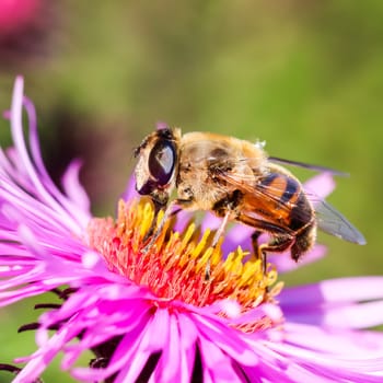 Worker bee on pink aster flowers in autumn garden on a sunny day