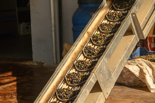 olives are transported from a bunker to an olive oil pressing plant