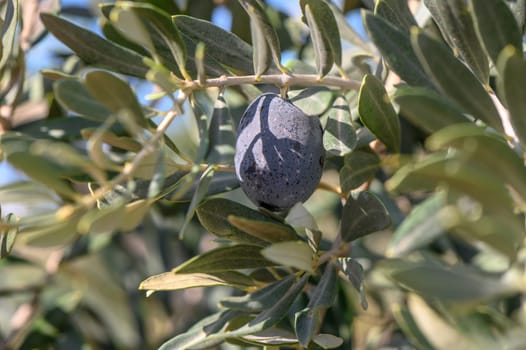 branches of olive trees on an autumn day in Northern Cyprus 8