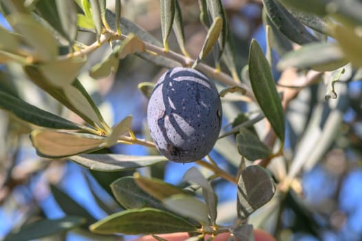 branches of olive trees on an autumn day in Northern Cyprus 5