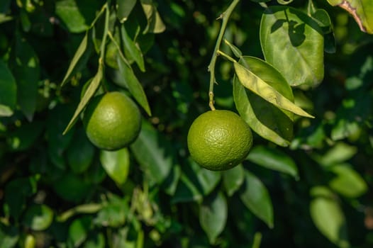 green oranges on tree branches in autumn in Cyprus