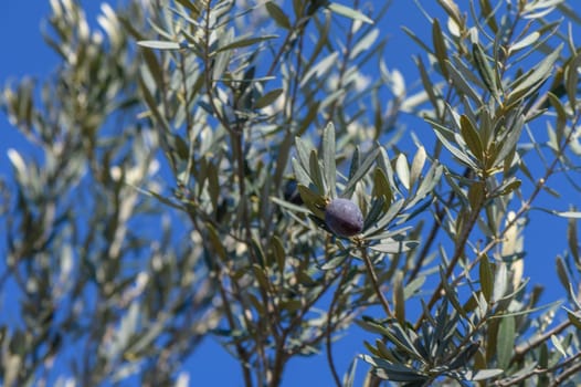 branches of olive trees on an autumn day in Northern Cyprus 4