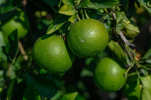 green oranges on tree branches in autumn in Cyprus 4