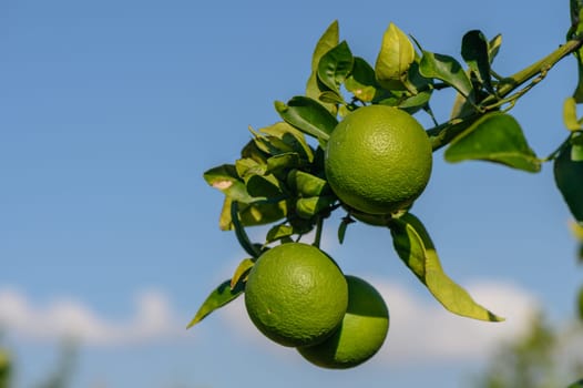 green oranges on tree branches in autumn in Cyprus 5