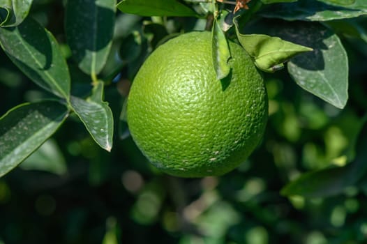 green oranges on tree branches in autumn in Cyprus 6