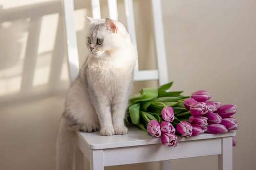 A beautiful portrait of a charming white cat sits on a white chair next to a bouquet of pink tulips, in a room, against a wall, on a beige background. copy space. Close-up