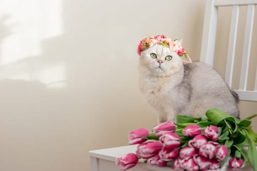 A beautiful portrait of white cat in a crown of pink flowers, sits on a white chair, next to a bouquet of pink tulips, on a light background. Copy space