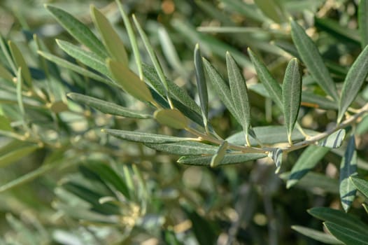 branches of olive trees on an autumn day in Northern Cyprus 3