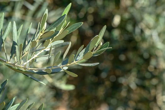 branches of olive trees on an autumn day in Northern Cyprus