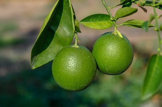 green oranges on tree branches in autumn in Cyprus 9