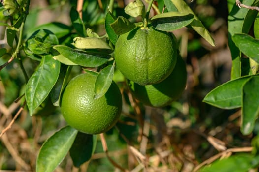 green oranges on tree branches in autumn in Cyprus 8