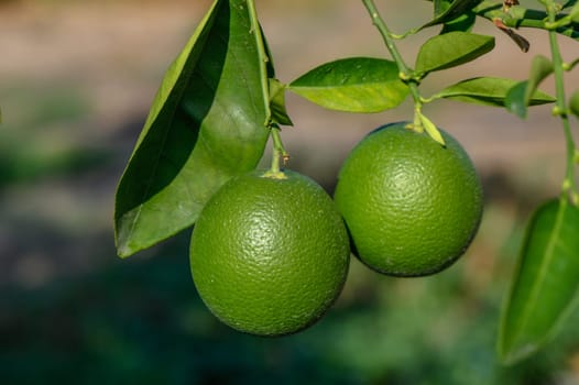 green oranges on tree branches in autumn in Cyprus 10