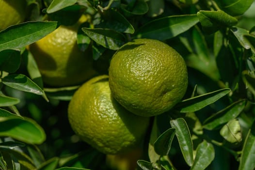 green oranges on tree branches in autumn in Cyprus