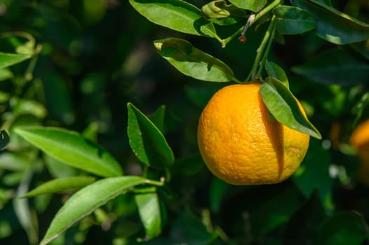 juicy tangerines on tree branches in autumn in Cyprus 1